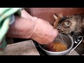 野良猫のお食事中 191128