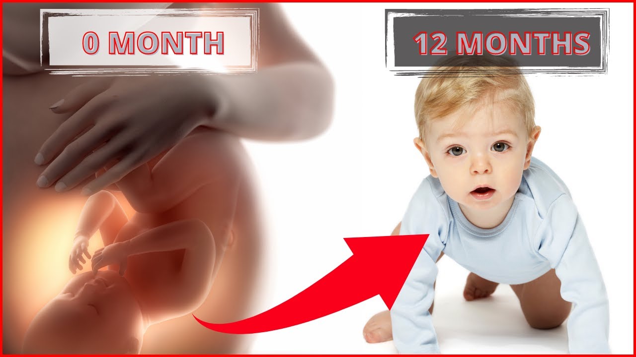How does the baby change in the first months of life? 👶 Stages of child
