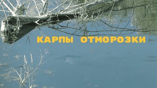 Карпы - отморозки.