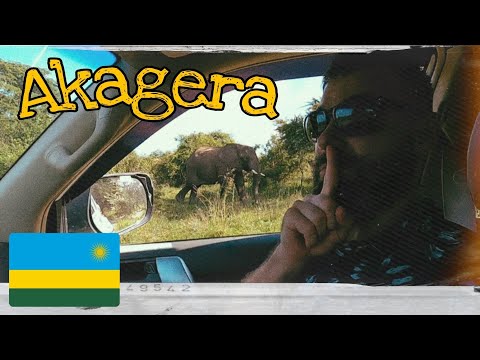 Vídeo: Parc nacional d'Akagera, Ruanda: la guia completa