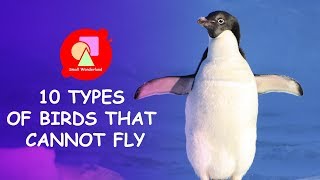 10 Types of Birds that Cannot Fly