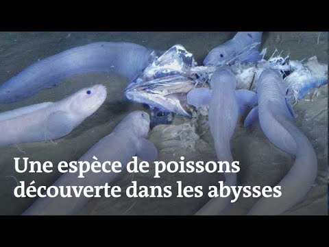 Vidéo: Température corporelle des poissons : faits et nouvelles découvertes