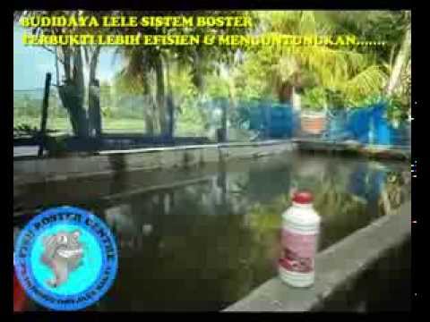budidaya lele raja lele banyuwangi funnydog tv budidaya lele raja lele banyuwangi funnydog tv