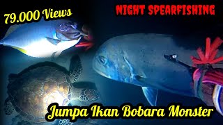 Night Spearfishing, Panah Ikan Malam Hari, Jumpa Ikan Bobara Monster