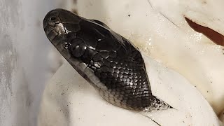 baby macklot pythons hatching!