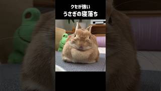 クセが強めなうさぎの寝落ち #rabbit #bunny #ウサちゃん