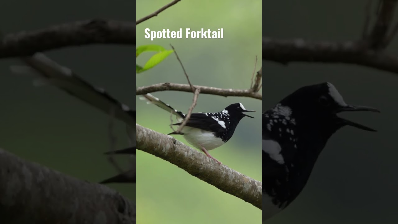 Spotted Forktail calls 
