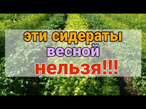 Видео: Калифорнийн Phacelia хонх