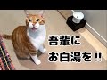 猫がお水をガブ飲みする方法はコレ‼︎