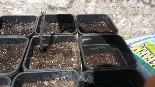 ADDING SECRET SUGARS TO CANNABIS PLANTS! HOW TO GROW CANNABIS PLANTS pt2