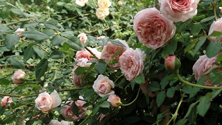 The most beautiful roses (Abraham Darby Rose Climbers)