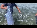 Thả Lưới Bắt Cá Ngày Biển Động - Thành quả khá bất ngờ