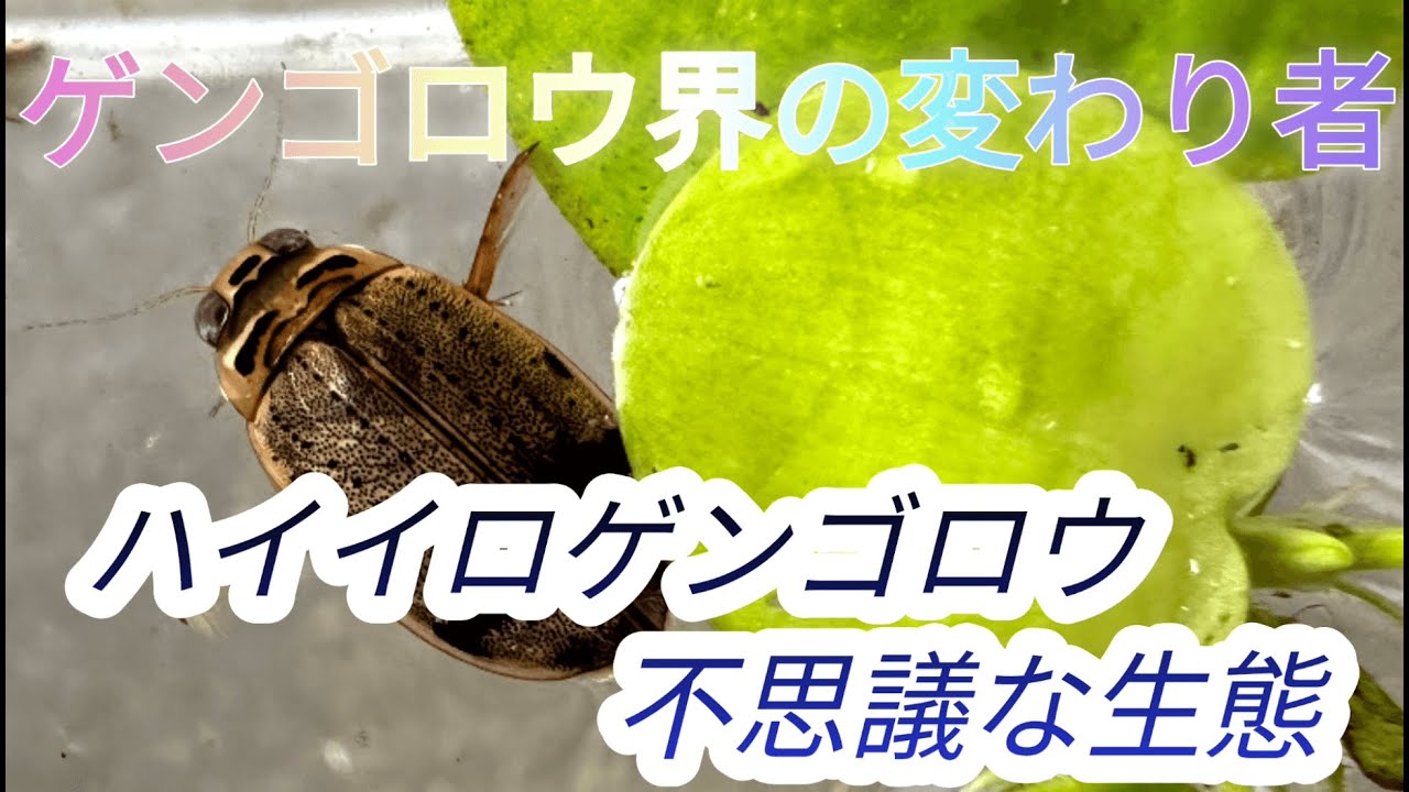 ハイイロゲンゴロウ　不思議な生態