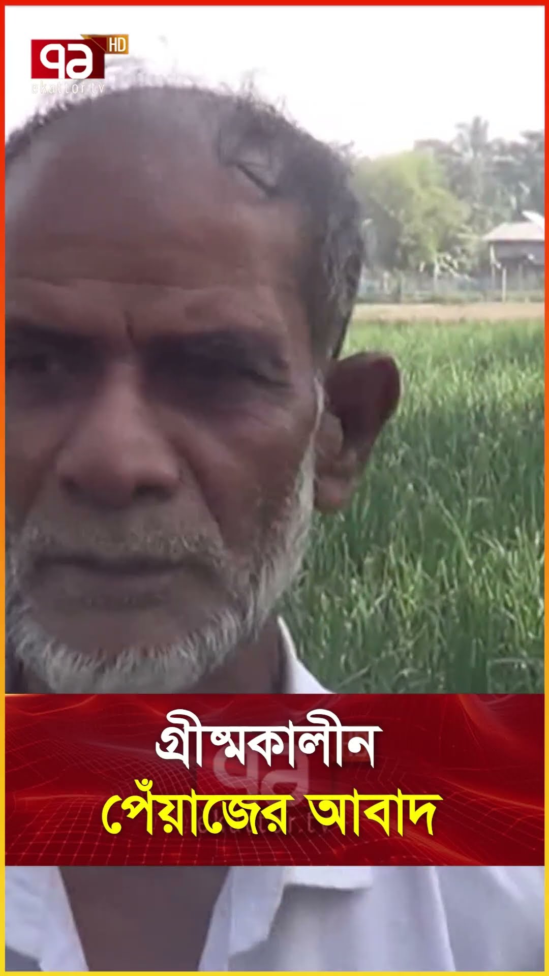 গ্রীষ্মকালীন পেঁয়াজের আবাদ