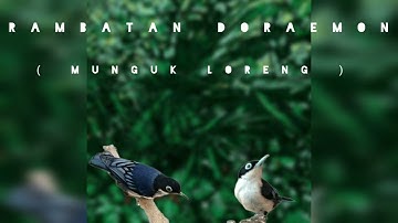 Kicau burung rambatan doraemon (munguk loreng) untuk pancingan burung bahan dan pikat.