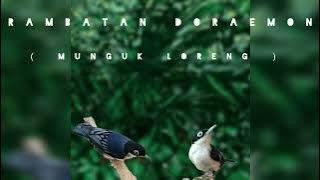 Kicau burung rambatan doraemon (munguk loreng) untuk pancingan burung bahan dan pikat.