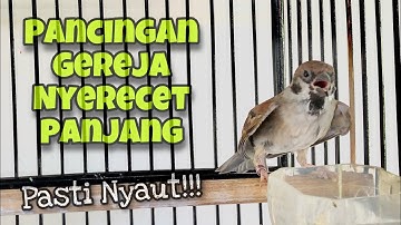 Langsung Nyaut‼️Pancingan Burung Gereja Tarung Gacor Nyerecet Panjang Speed Rapat | Kicau Tembak