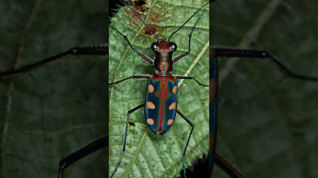 #tiger_beetle