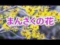 まんさくの花 山内惠介 COVER