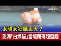 太陽太狂風太大？ 澎湖「白爛貓」當場蹺班超逗趣