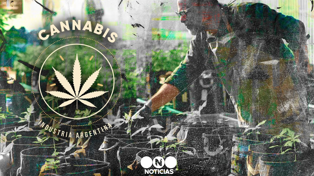 CANNABIS industria ARGENTINA - Telefe Noticias