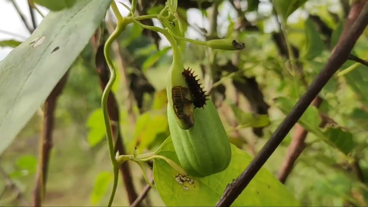 ಹುಳಿನುಸ್ರು ಬೇರು.. ನೋಡಿದ್ದೀರಾ..?