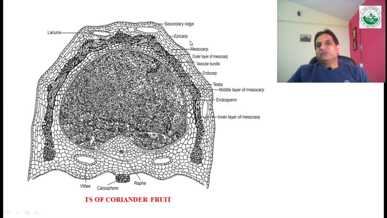 Pharmacognostic Study of Coriander YouTube