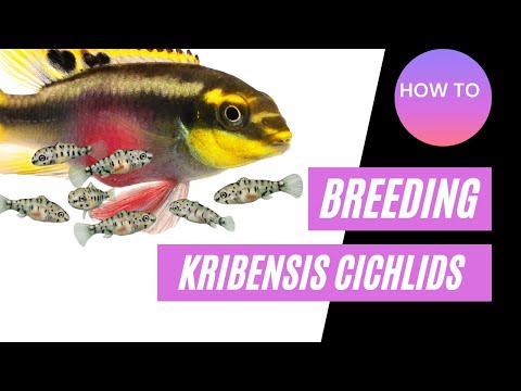 How To Breed Kribensis Cichlids Guide