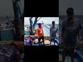 Shorts big catch swordfish  black marlin