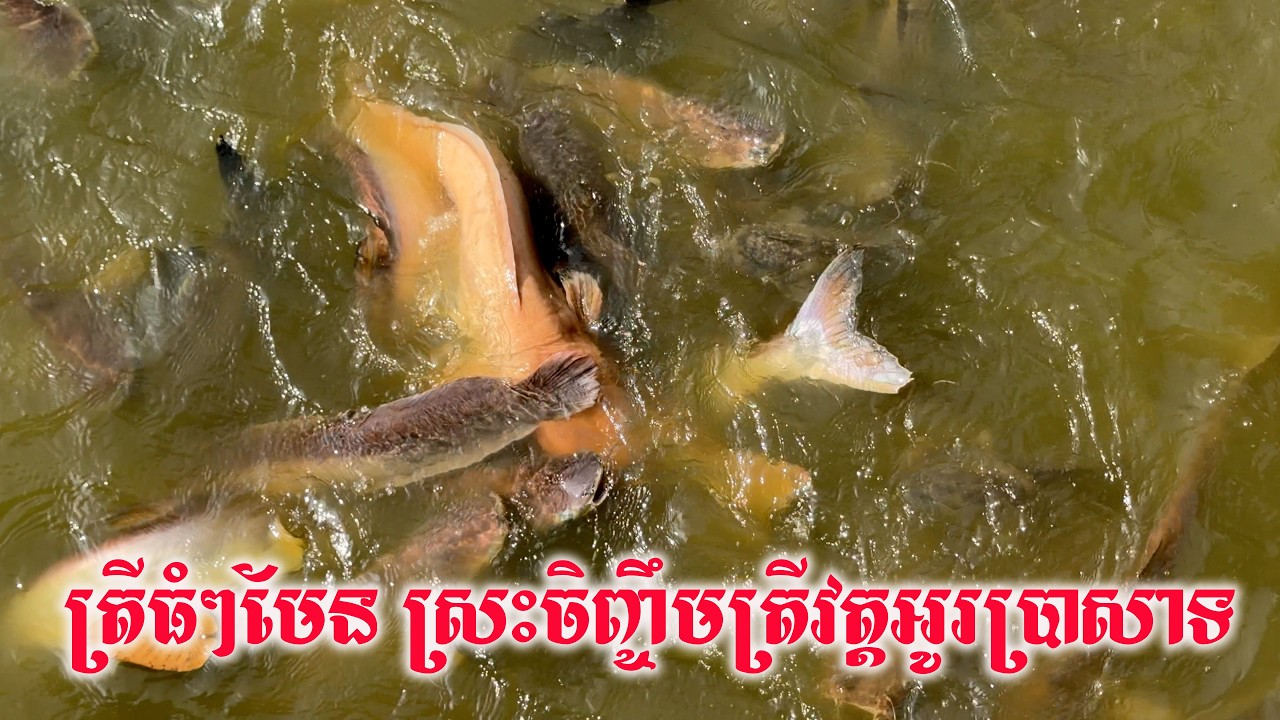 ត្រីធំៗមែន នៅក្នុងស្រះចិញ្ចឹមត្រីវត្តអូរប្រាសាទ