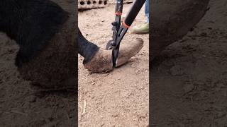 This Horse's Hoof Has Grown Too Big ❤️