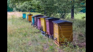 Beekeeping 2019 - Episode 1 - Finale