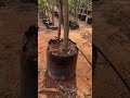 அதிக சுவை தரும் அல்போன்சா மாம்பழம் #mangovarieties #மாம்பழம் #mango #ashokaagritech #மாம்பழவிவசாயம்