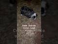 6 dogs and a gay dude need help making money off them after moms dementia and