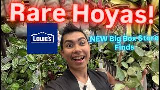 CRAZY LOWE S PLANT HAUL Massive Monstera Thai Constellation Price Drops Rare Hoya Finds
