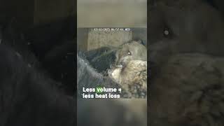 Bear Dens in Arosa 🐻💤 | FOUR PAWS | [SUBS]