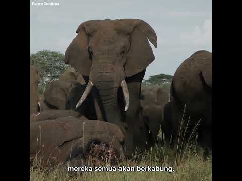 Video: Kapan menggunakan kata gajah?