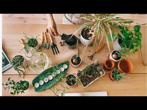 Yvavilebi Ge ყვავილები გე