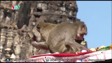 Độc đáo lễ hội BUFFET của khỉ