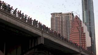 Bats of Austin by Donald Walker 66 views 9 years ago 7 minutes, 19 seconds