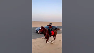 اسرع حصان واصغر فارسه خيل Horse الخيل العربية الأصيلة الخيل Viral Shorts 
