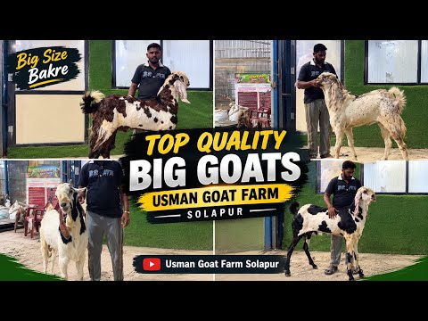 Solapur Ke Sabse Shandaar Bade Bakre 🔥 | Royal Collection | Usman Goat Farm Solapur