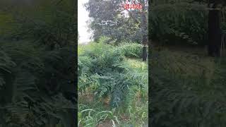 dji Air2s faliya dron take off #dji #dronephotography #weddingphotography #short #videography