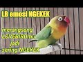 LB emosi ngekek,,, suaranya merangsang LOVEBIRDmu jadi sering ngekek | pancingan LB rajin ngekek