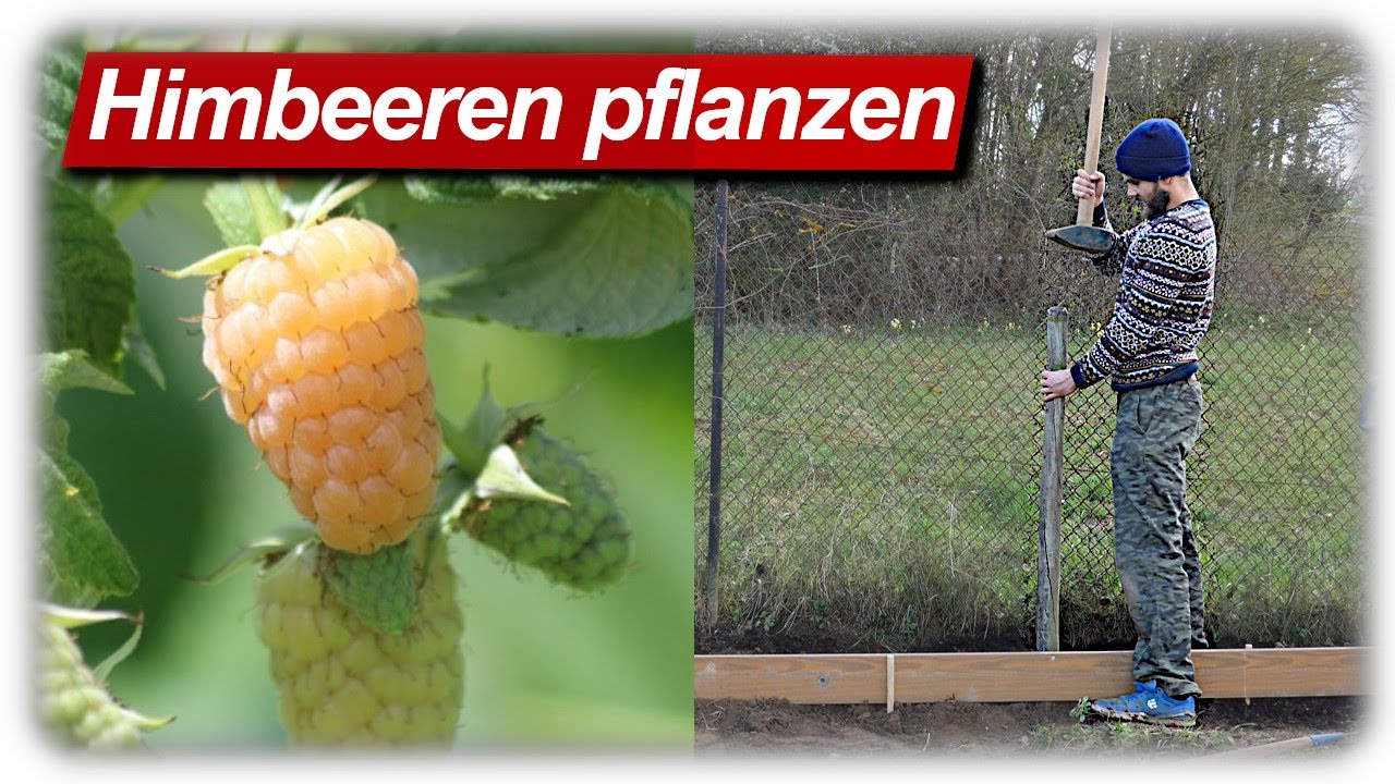 Himbeeren pflanzen, Rankhilfe bauen Beerensträucher im Garten YouTube