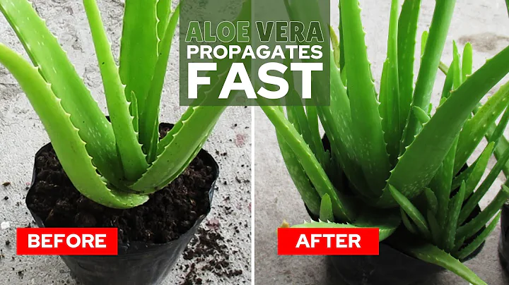 How To Propagate Aloe Vera Fast