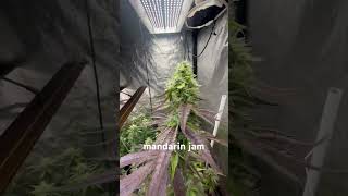 Mandarin Jam Fat Beans 420 And Sensi Seeds