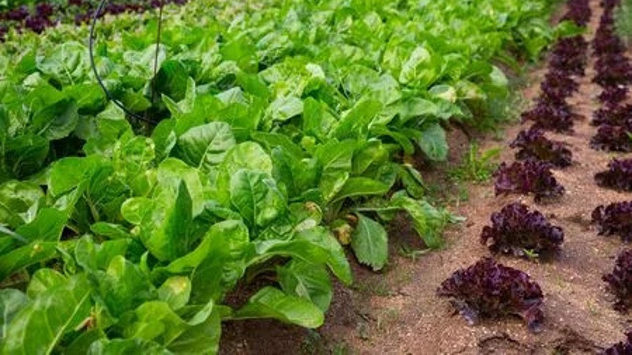 Harvest Spinach This Way For Maximum Yields YouTube