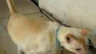 Fangus the Flame Point Siamese Speaks