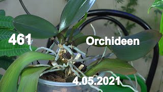 Orchideen Kultur im Test. Pflanzen Anzucht und Vermehrung der Zimmerpflanzen